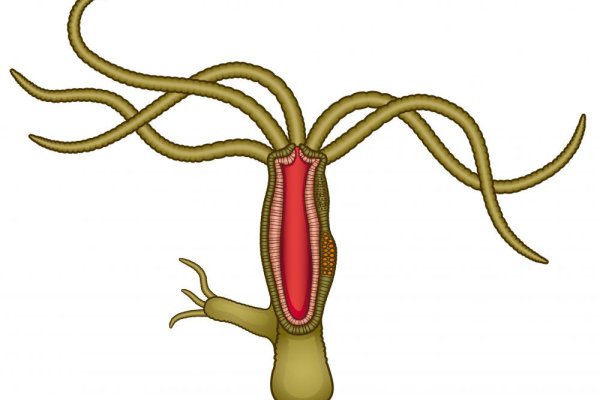 Kraken 20at