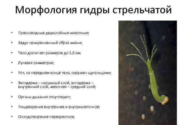 Как зайти на кракен с айфона