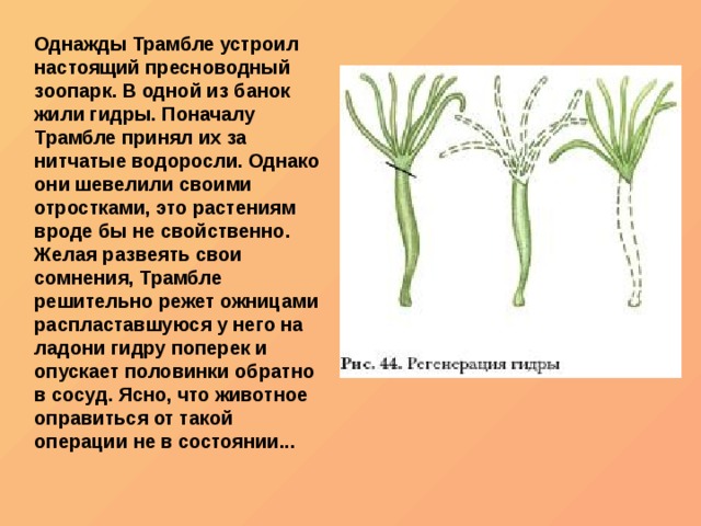 Кракен мп