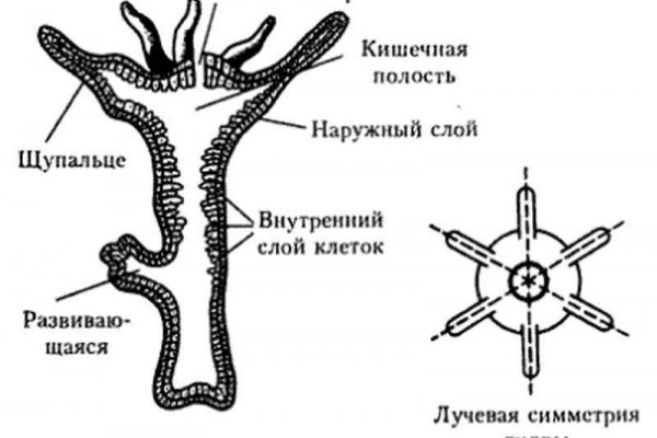 Kra30.at