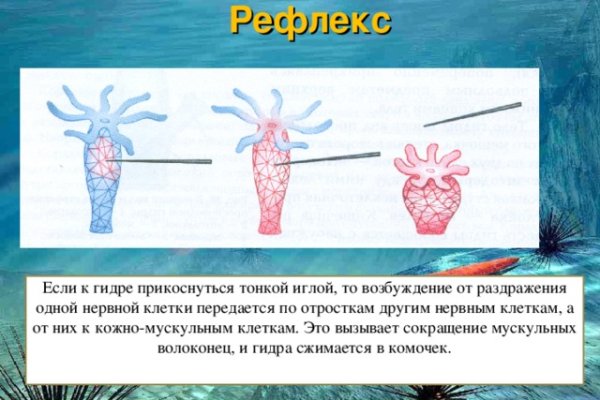 Что такое кракен маркет торкнет